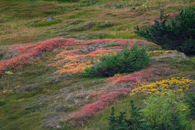 Colorfull Carpet