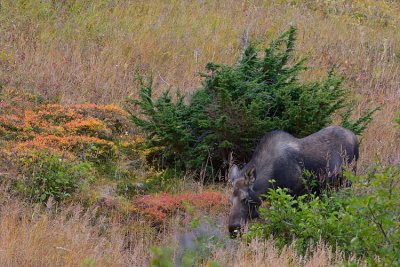 Moose in the Berry Patch