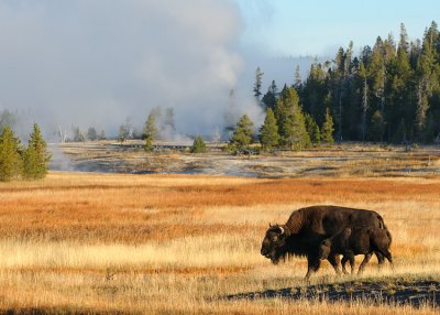 Yellowstone NP Gallery