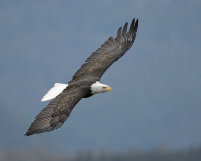 Angular Eagle