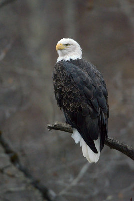 Perched