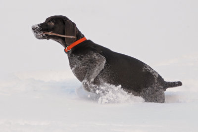 Fetch!