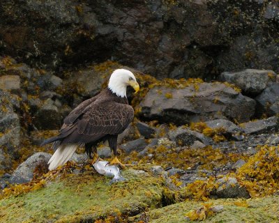2011 Eagles Gallery