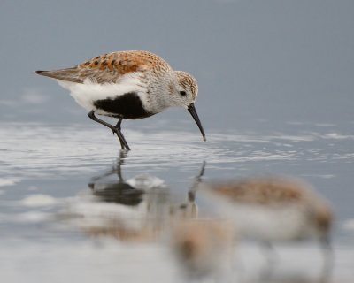 Dunlin