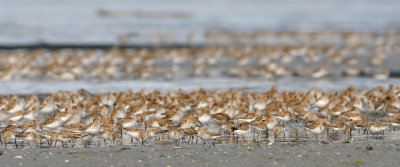 Feeding Frenzy