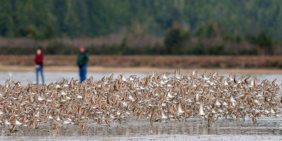 Cordova Shore Birds 2011