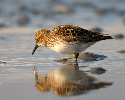 Least Sandpiper