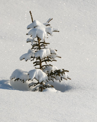Blanketed in White