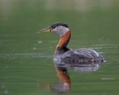 Red Necked Grebe