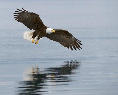 Reflective Eagle