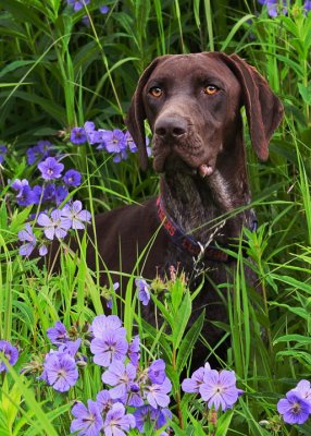 Flower Child