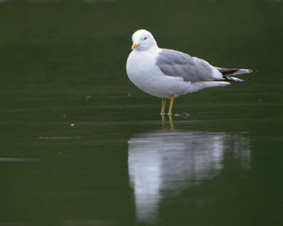 Mew Gull