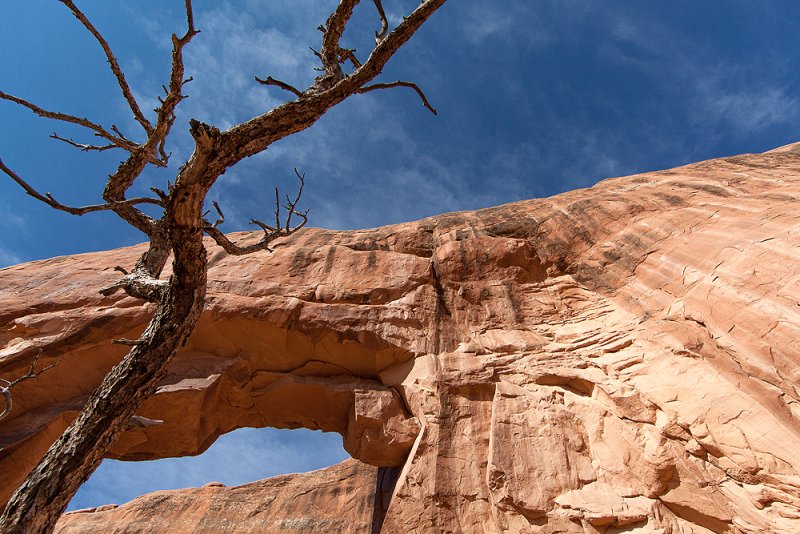 Pine Tree Arch