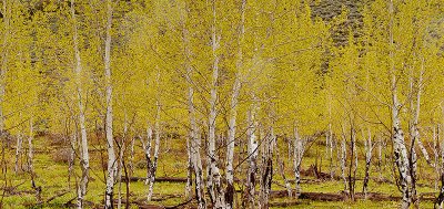 Aspens