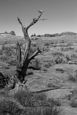 Petrified Dunes