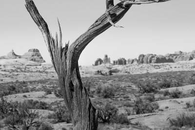 Petrified Dunes