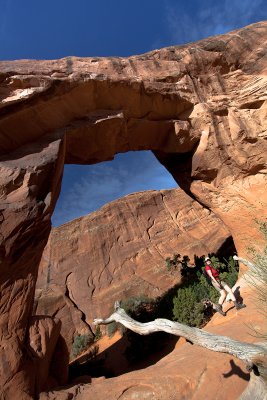 Pine Tree Arch