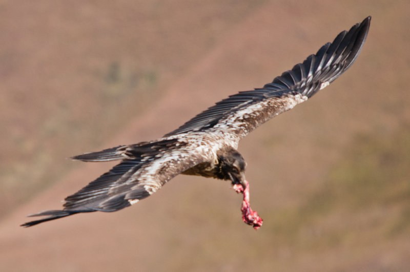 Bearded Vulture (34)