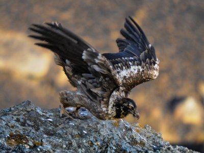 Bearded Vulture (15)