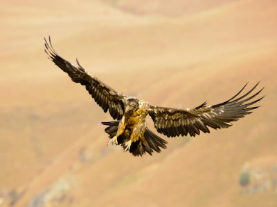 Bearded Vulture (16)