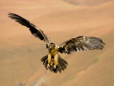 Bearded Vulture (17)