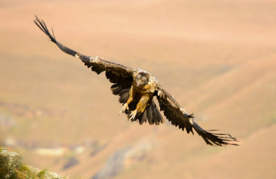 Bearded Vulture (18)