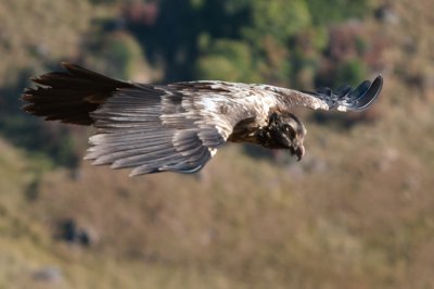 Bearded Vulture (22)