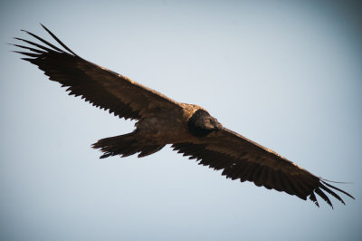 Bearded Vulture (23)