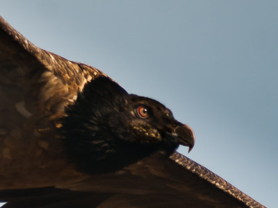 Bearded Vulture (24)