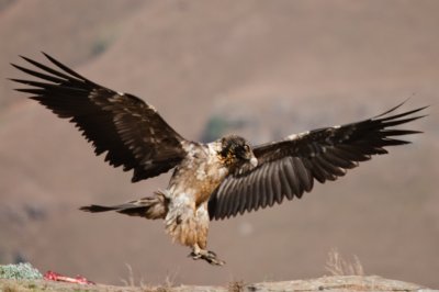 Bearded Vulture (25)