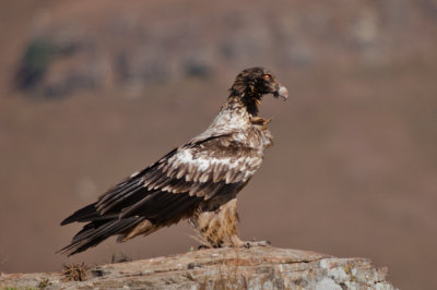 Bearded Vulture (26)