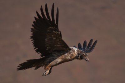 Bearded Vulture (28)