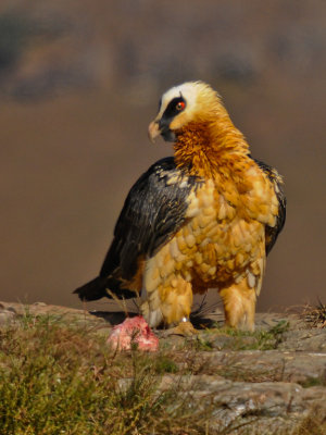 Bearded Vulture (3)