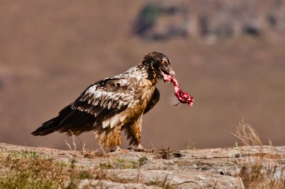 Bearded Vulture (31)