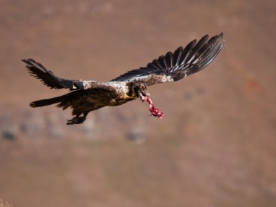 Bearded Vulture (33)