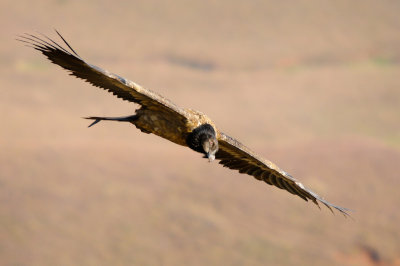Bearded Vulture (36)