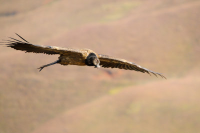Bearded Vulture (37)