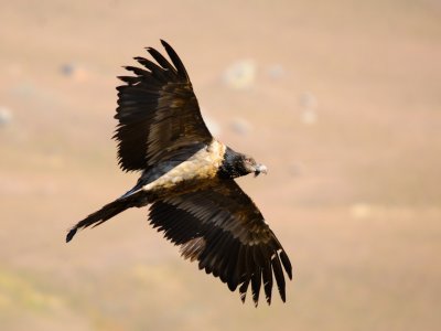 Bearded Vulture (38)