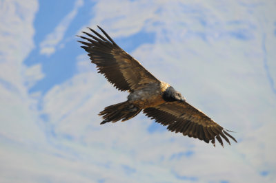 Bearded Vulture (39)