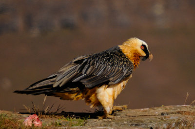 Bearded Vulture (4)