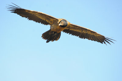 Bearded Vulture (40)