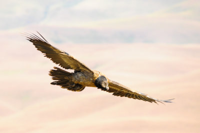 Bearded Vulture (41)
