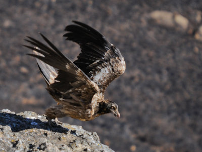 Bearded Vulture (42)