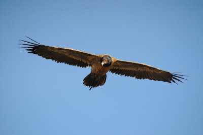 Bearded Vulture (45)