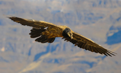 Bearded Vulture (49)