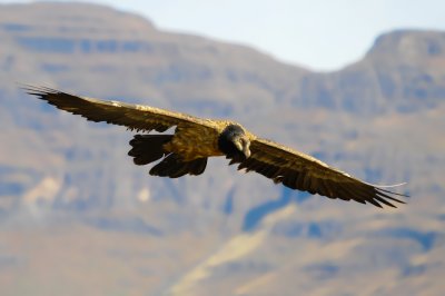Bearded Vulture (6)