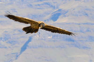 Bearded Vulture (7)