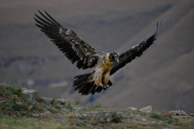 Bearded Vulture (9)