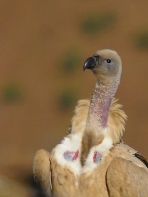 cape vultures