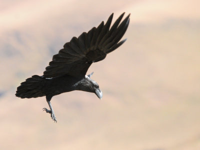 White-necked Raven (1)
